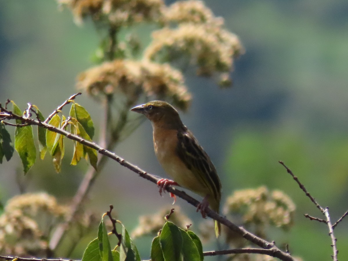 Black-headed Weaver - ML644429517