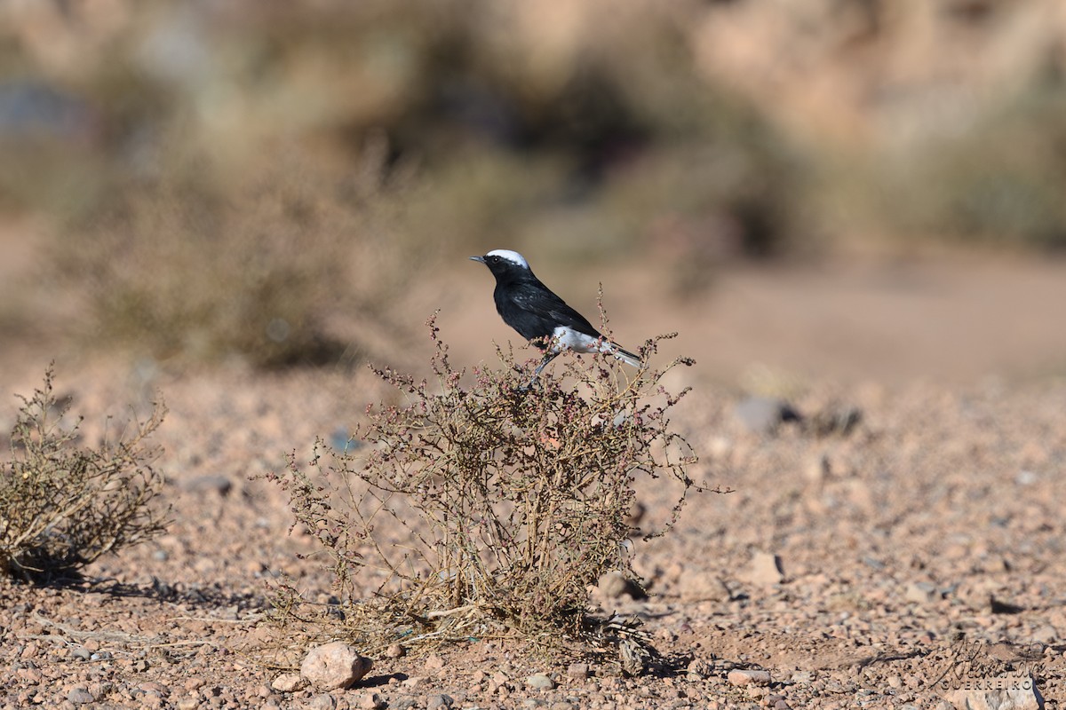 Saharasteinschmätzer - ML644429527