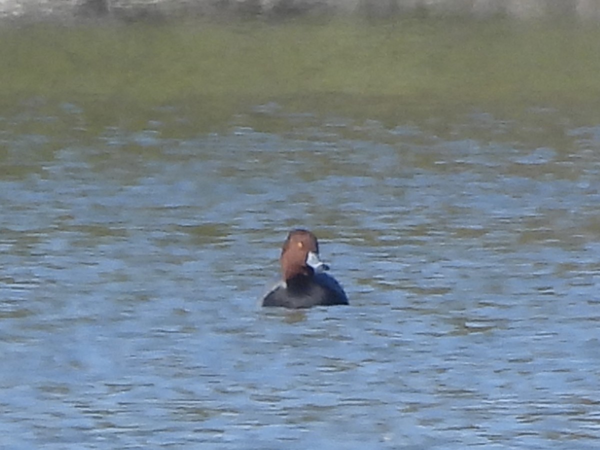 Redhead - ML644429528