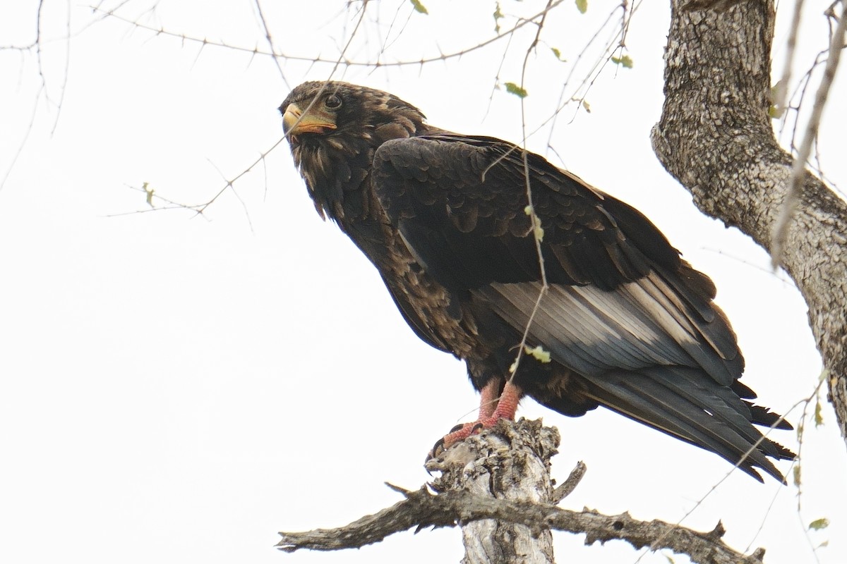 Bateleur des savanes - ML644429531
