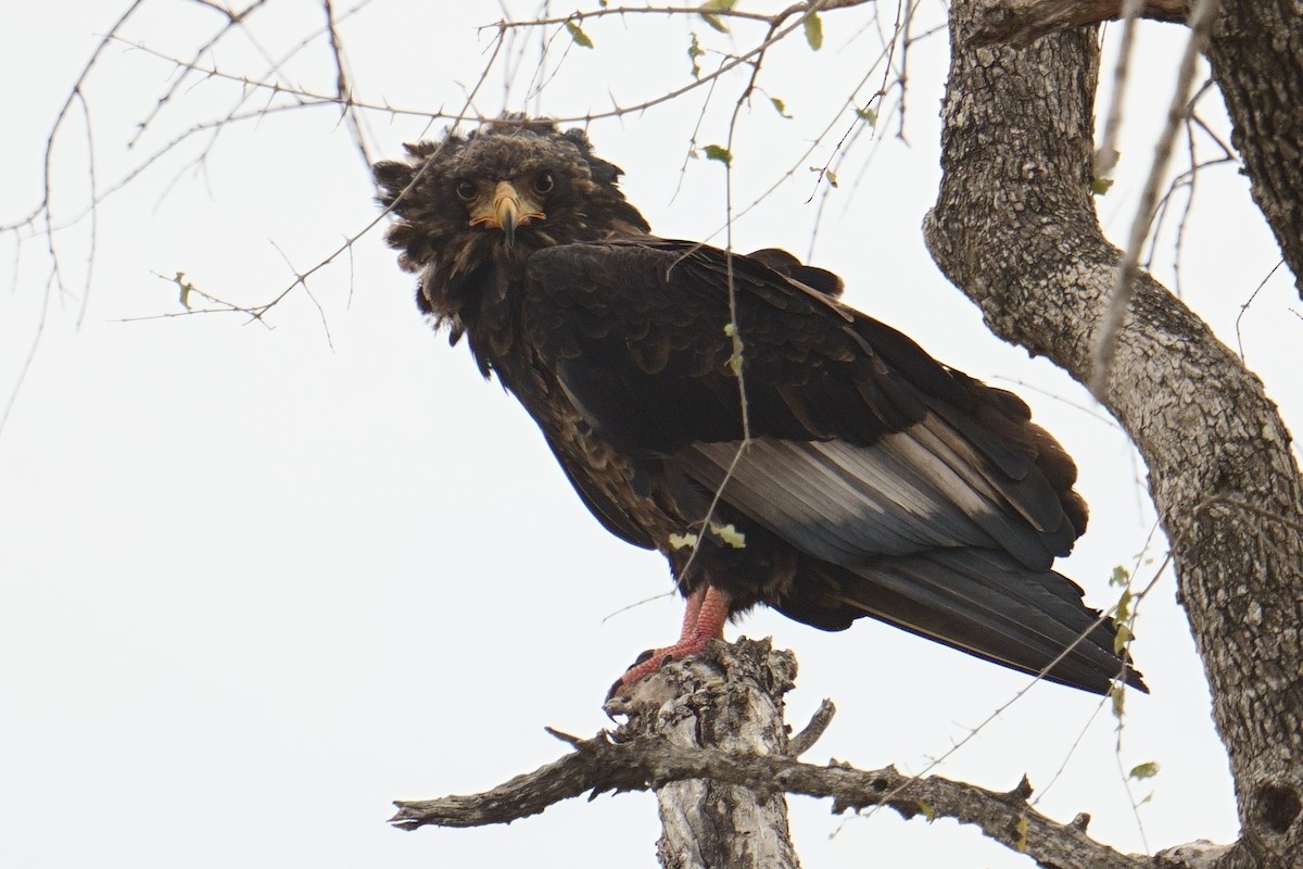 Bateleur des savanes - ML644429532