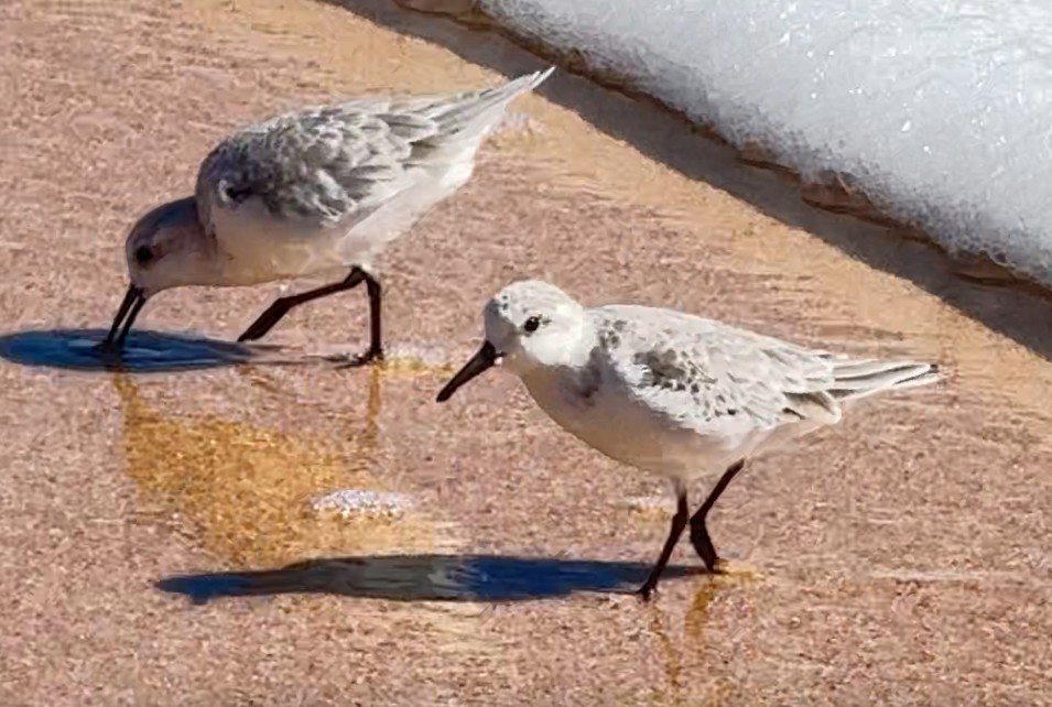 Sanderling - ML644429551