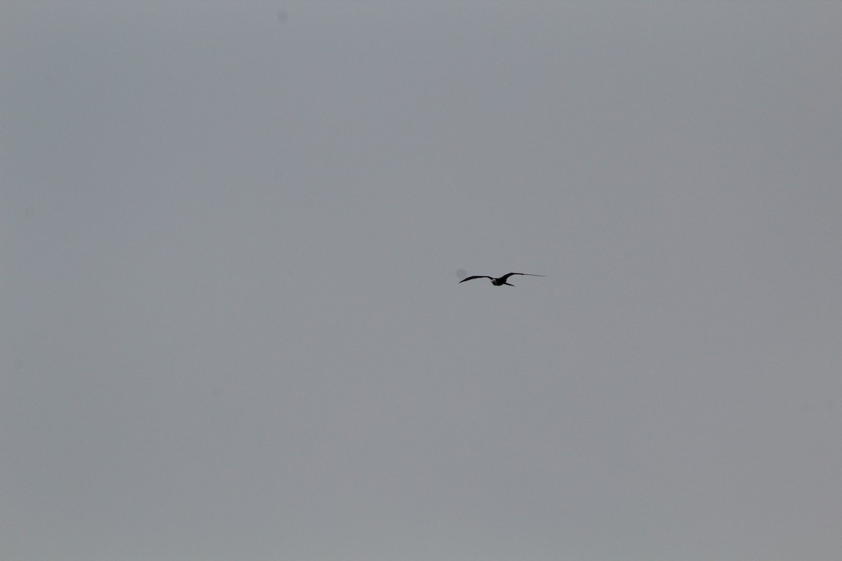 アメリカグンカンドリ - ML644429553