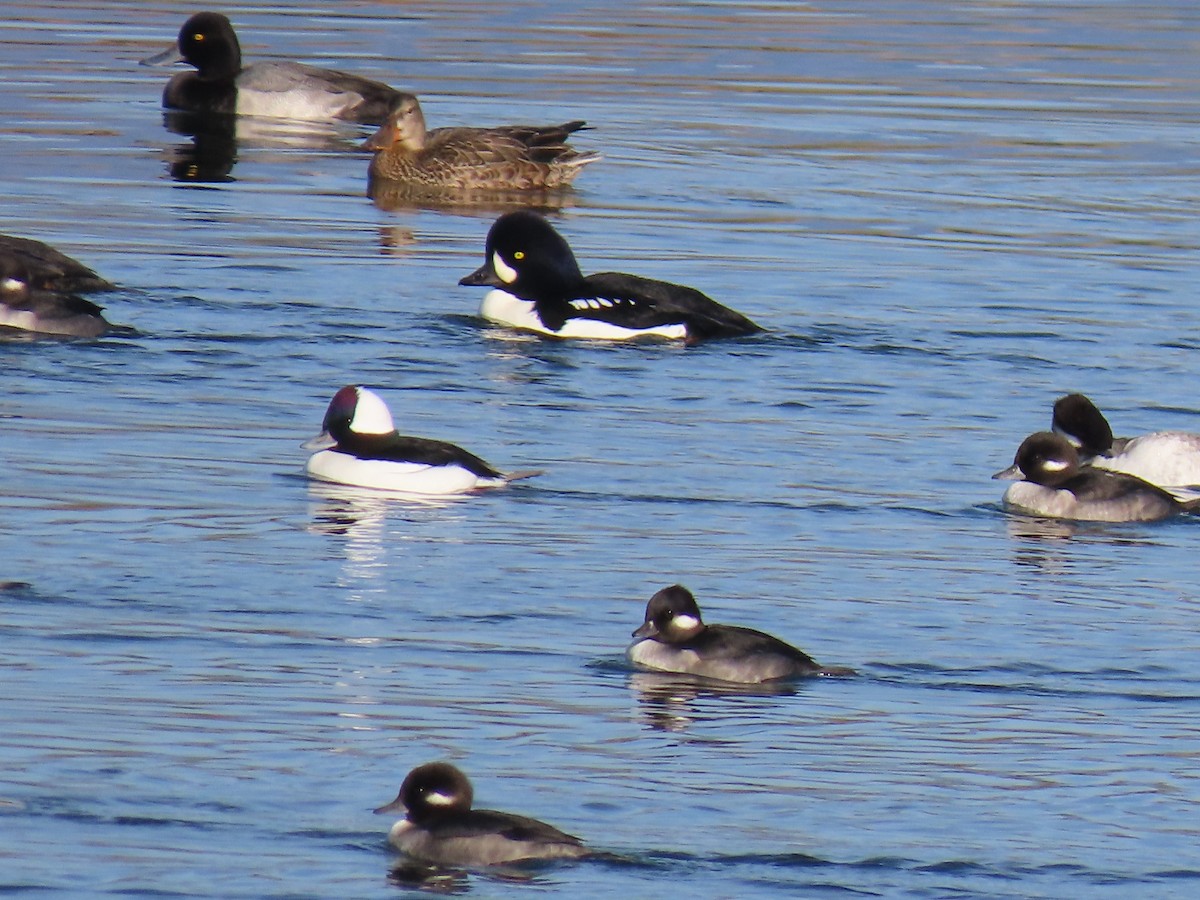 hohol islandský - ML644429571