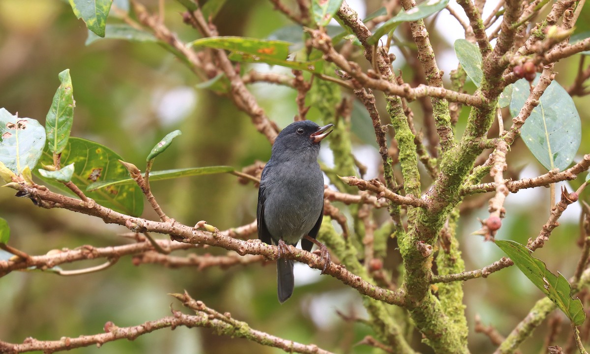 Slaty Flowerpiercer - ML644429572