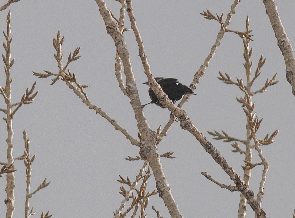 Icteridae sp. - ML644429589