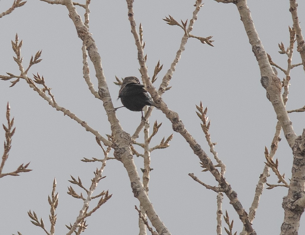 Icteridae sp. - ML644429590