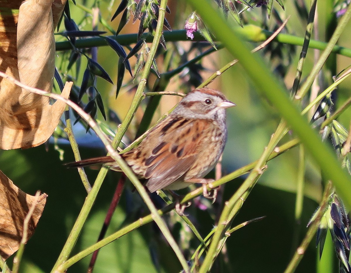 Swamp Sparrow - ML644429592