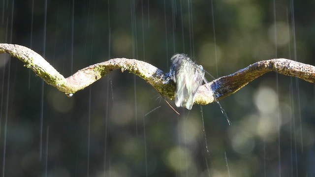 White-throated Hummingbird - ML644429599