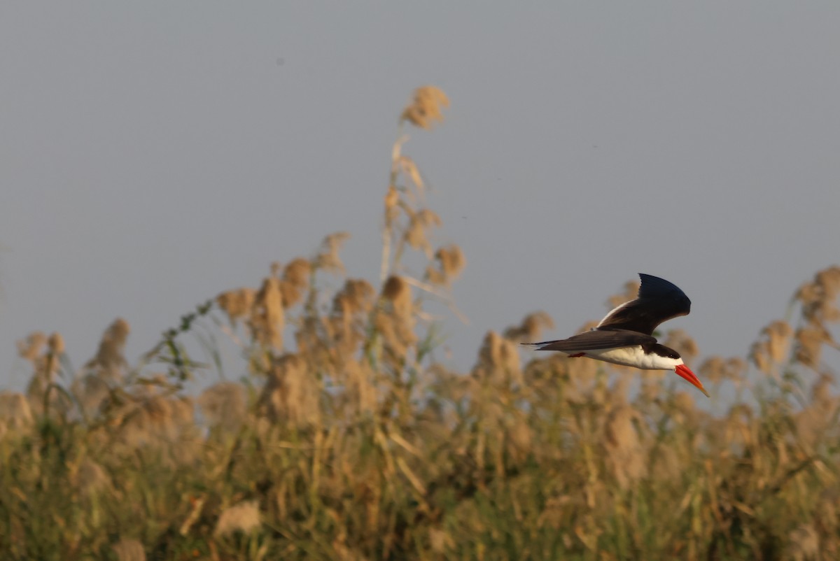 African Skimmer - ML644429602