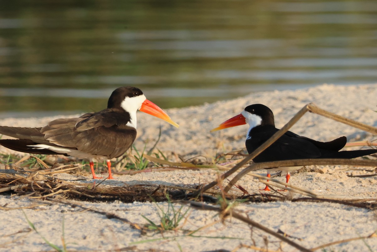 African Skimmer - ML644429603