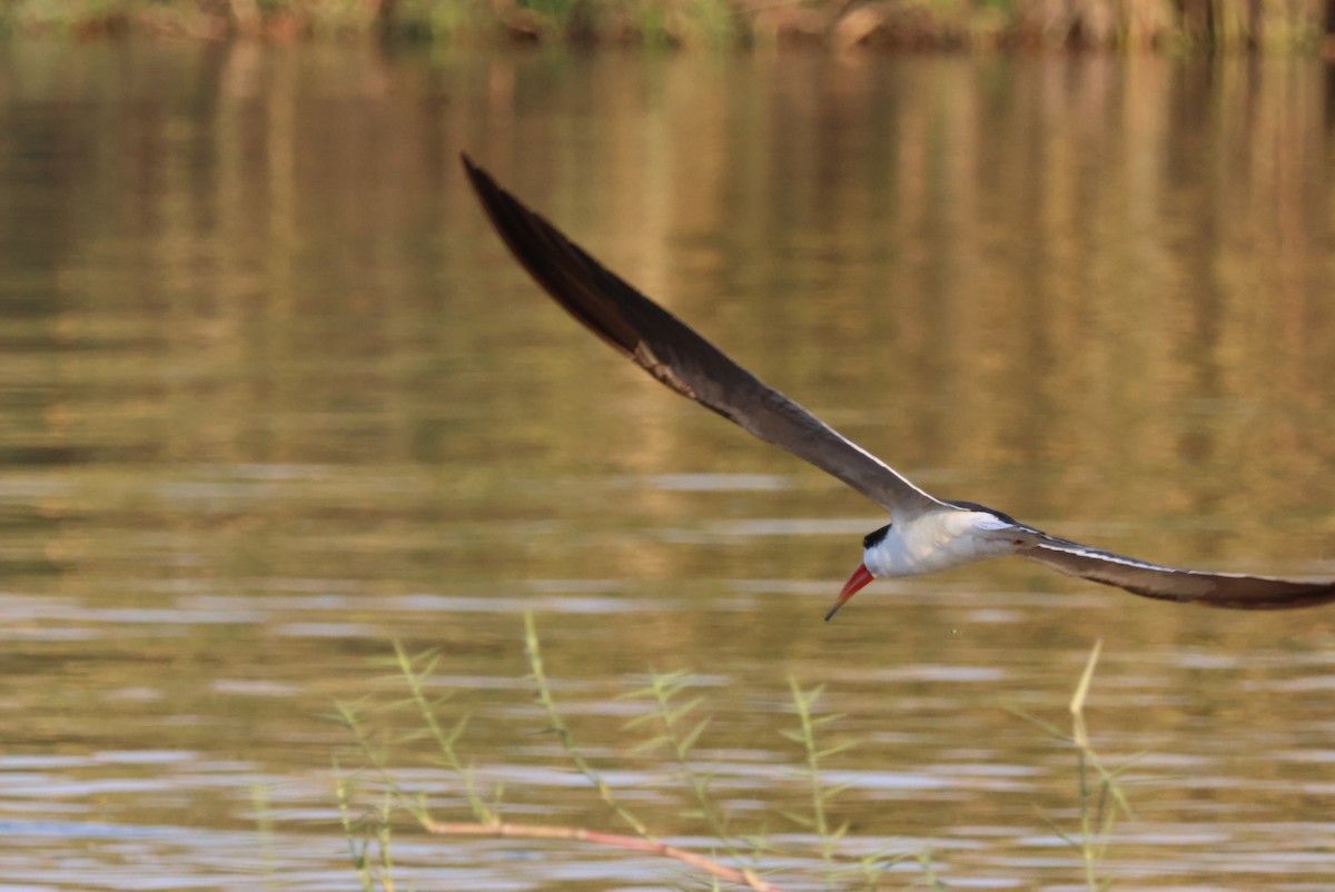 African Skimmer - ML644429604