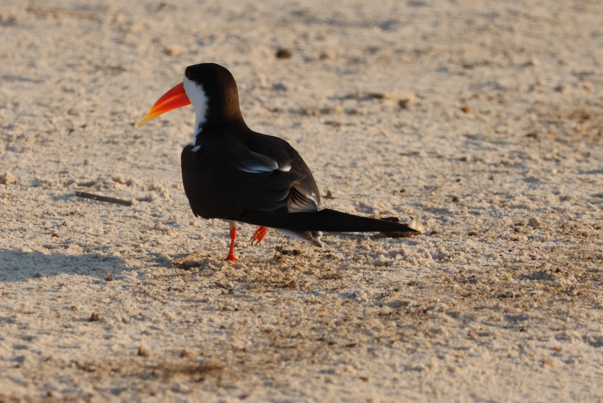 African Skimmer - ML644429606