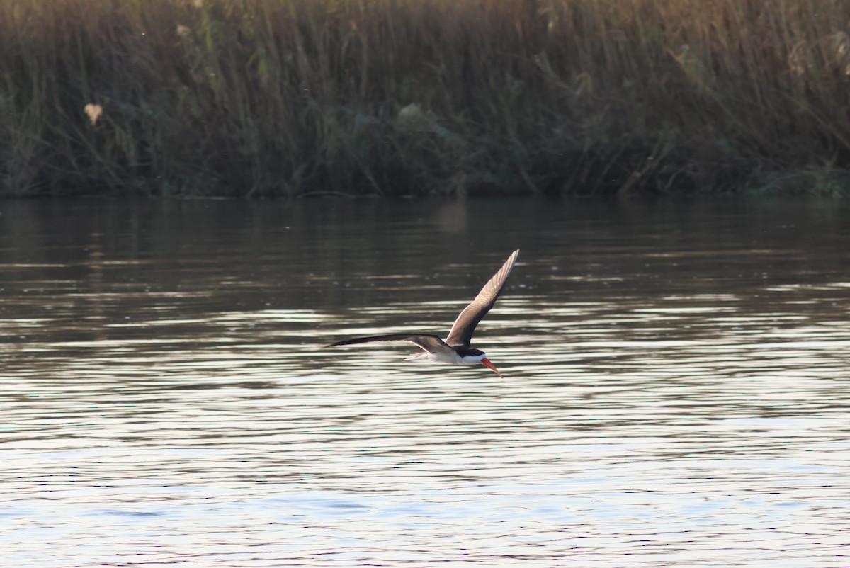 African Skimmer - ML644429607