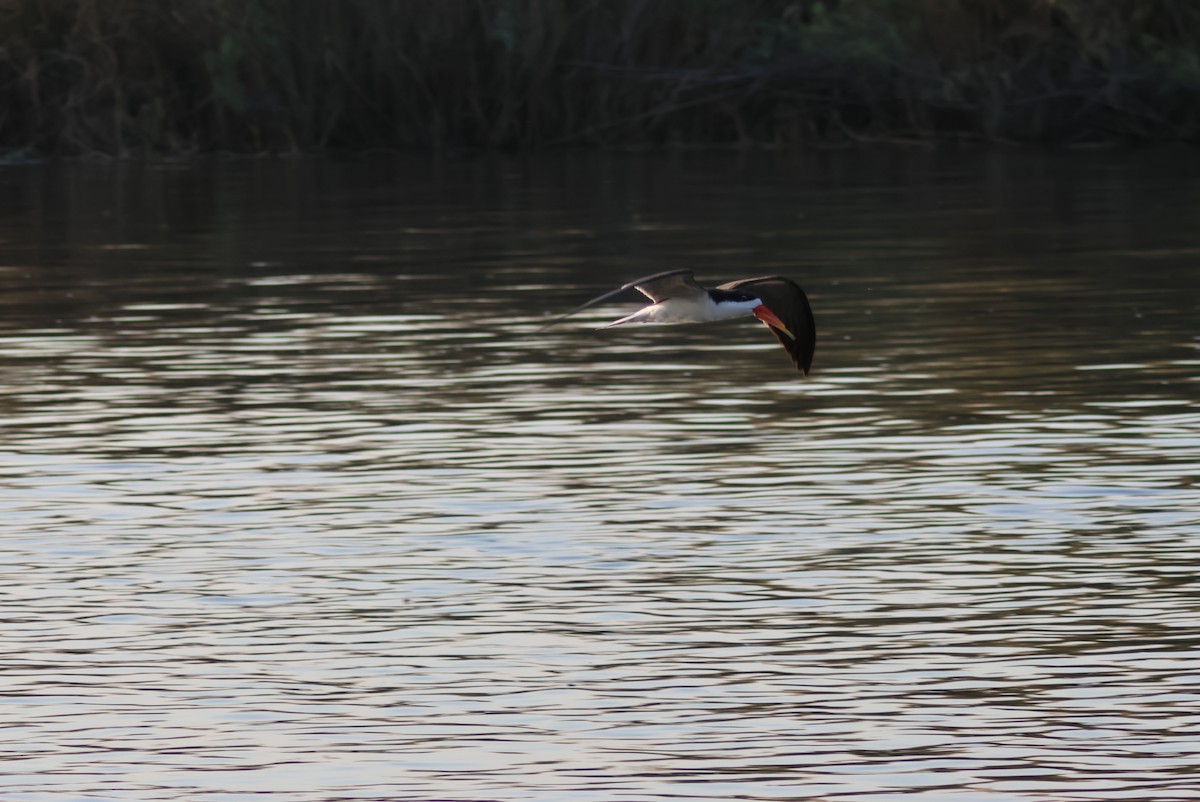 African Skimmer - ML644429608