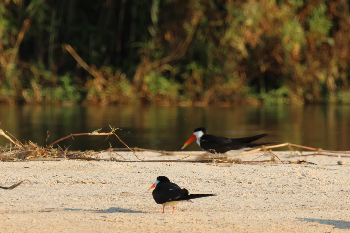African Skimmer - ML644429609