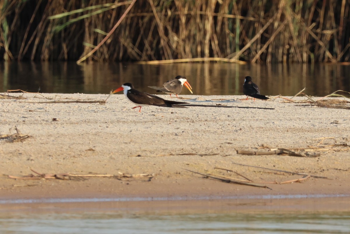 African Skimmer - ML644429610