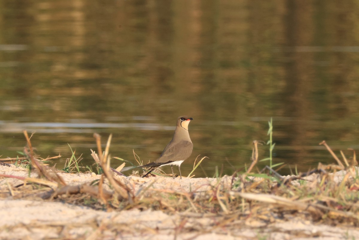 Rotflügel-Brachschwalbe - ML644429620