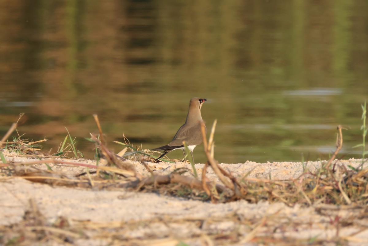 Rotflügel-Brachschwalbe - ML644429621