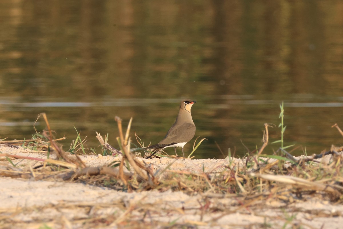 Rotflügel-Brachschwalbe - ML644429622