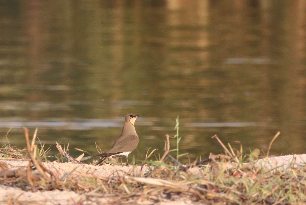 Rotflügel-Brachschwalbe - ML644429623