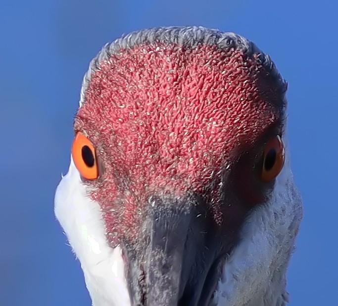 Kurrilo kanadarra - ML644429625