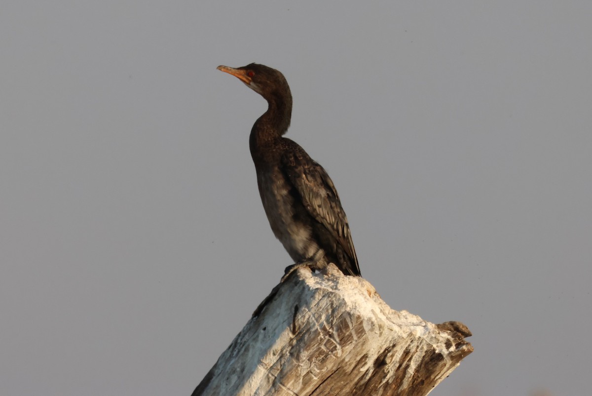 アフリカコビトウ - ML644429629