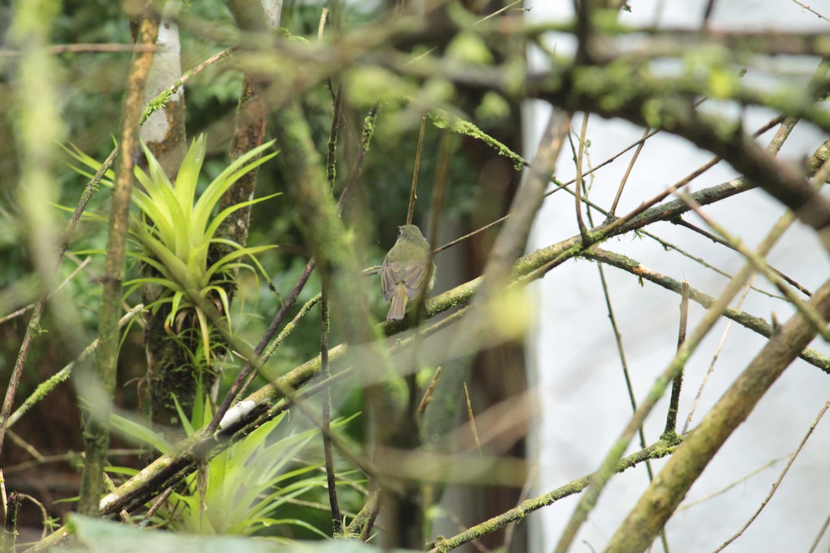 Тиранчик-мухолюб зелений - ML644429633