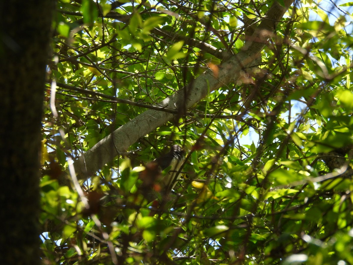 Coulicou de Vieillot - ML644429638