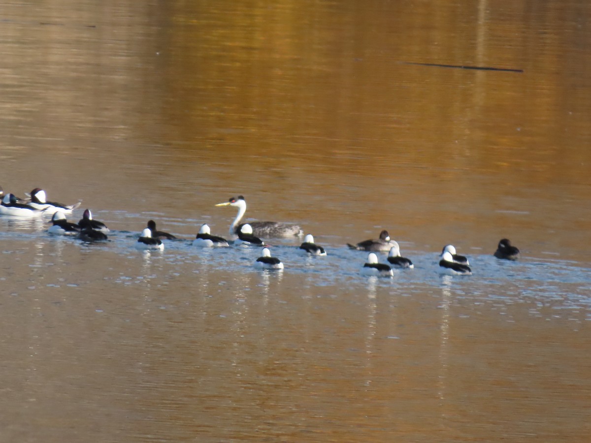 Western Grebe - ML644429639