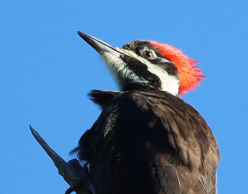 Жовна північна - ML644429642