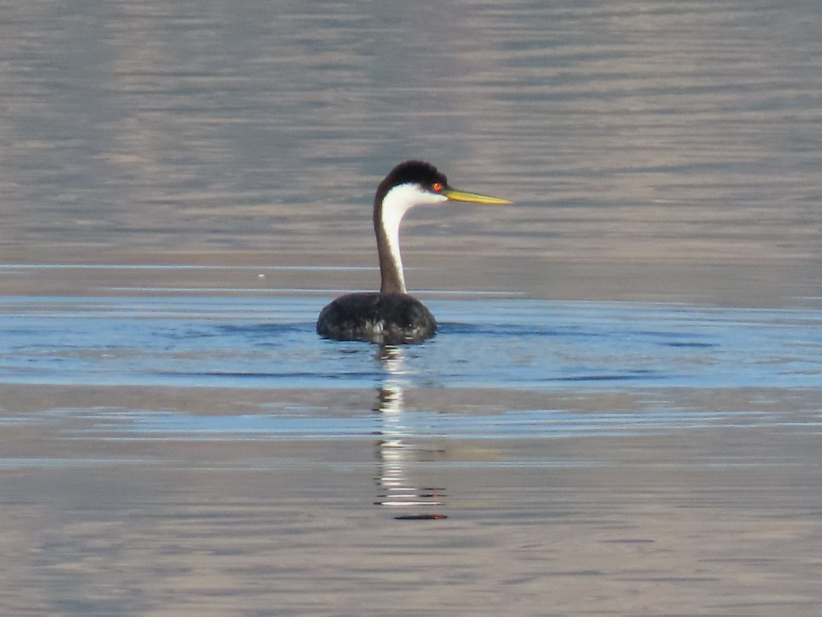 Western Grebe - ML644429645