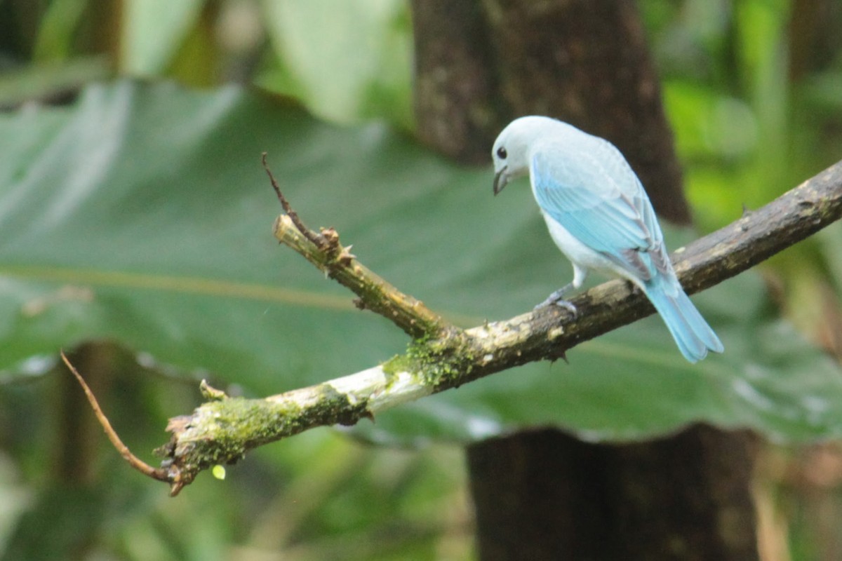 Blue-gray Tanager - ML644429654