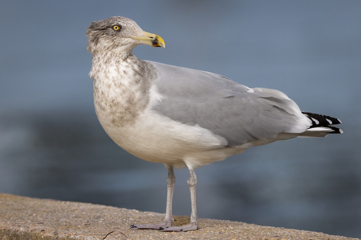 American Herring Gull - ML644429655