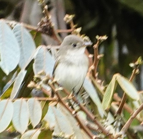Acadian Flycatcher - ML644429658