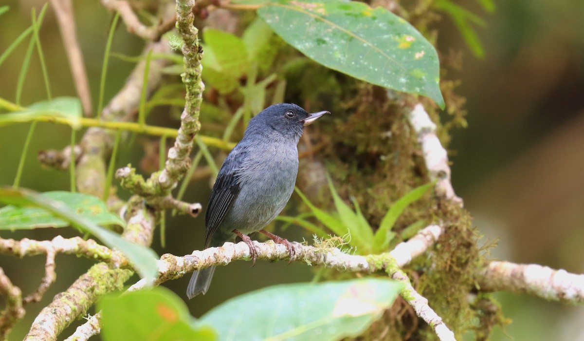 Slaty Flowerpiercer - ML644429661