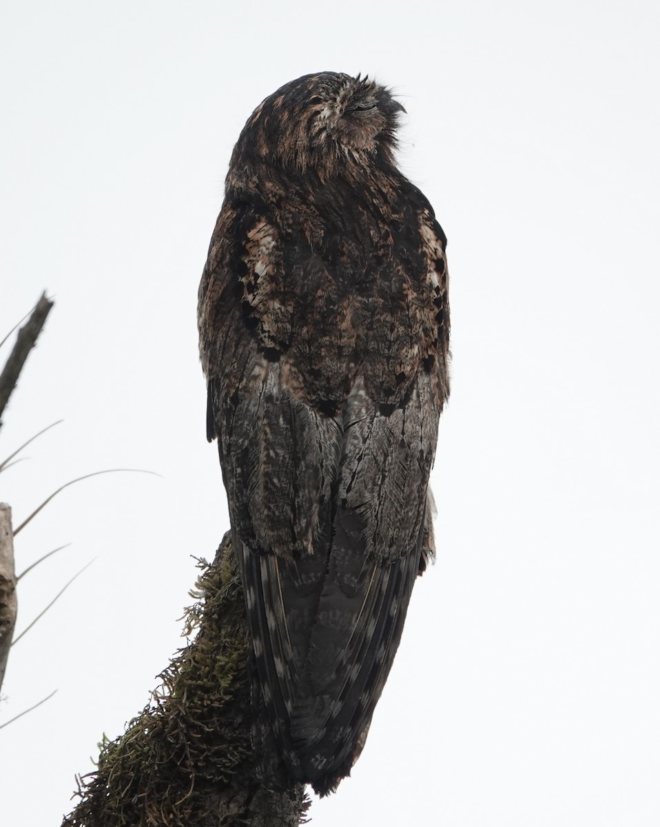 Ibijau gris - ML644429672