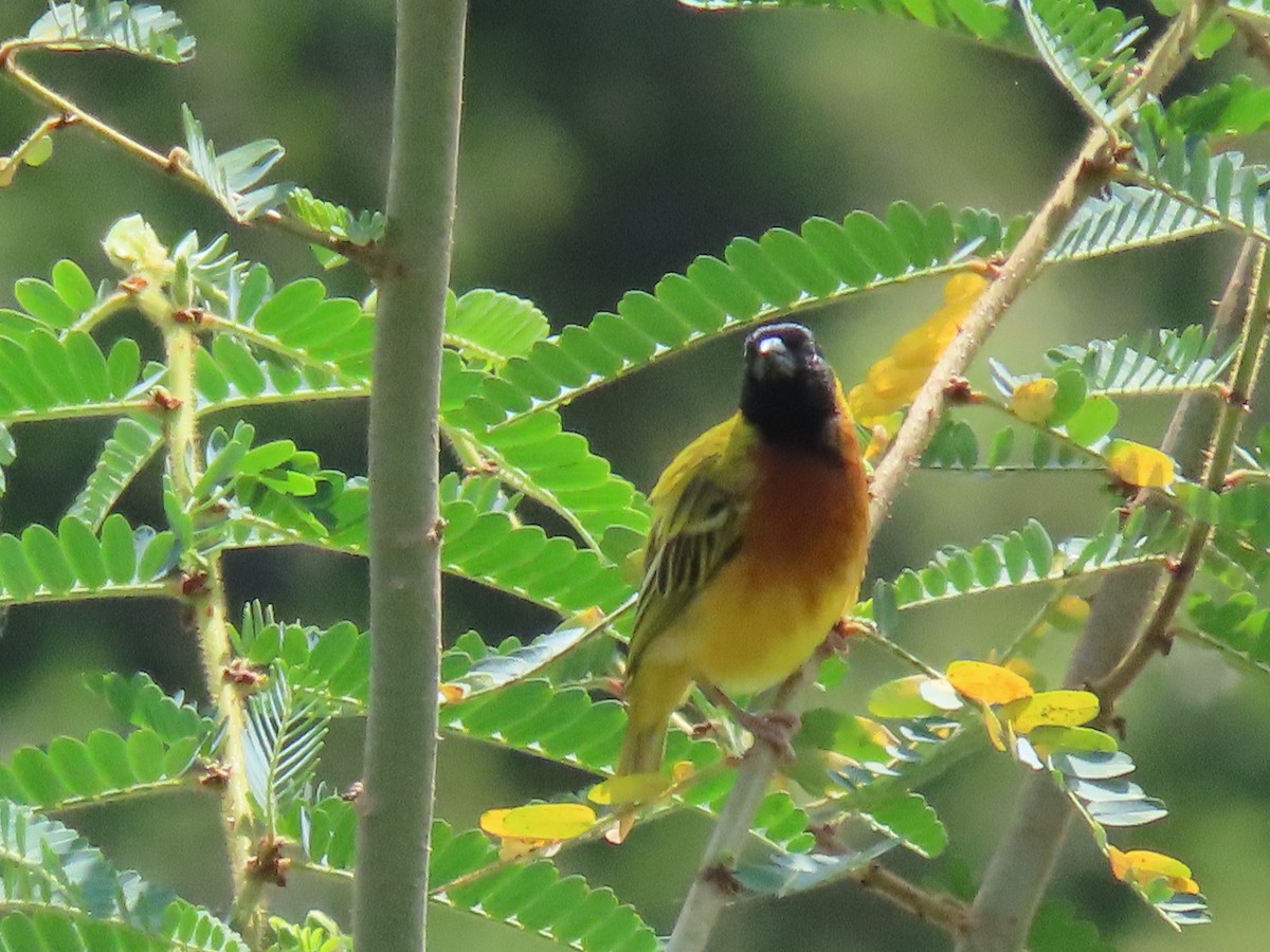 Black-headed Weaver - ML644429678