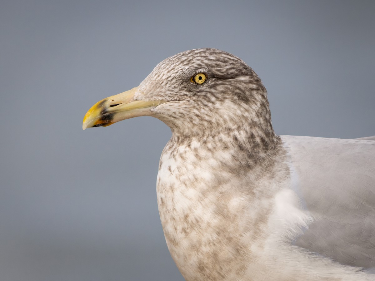 American Herring Gull - ML644429685
