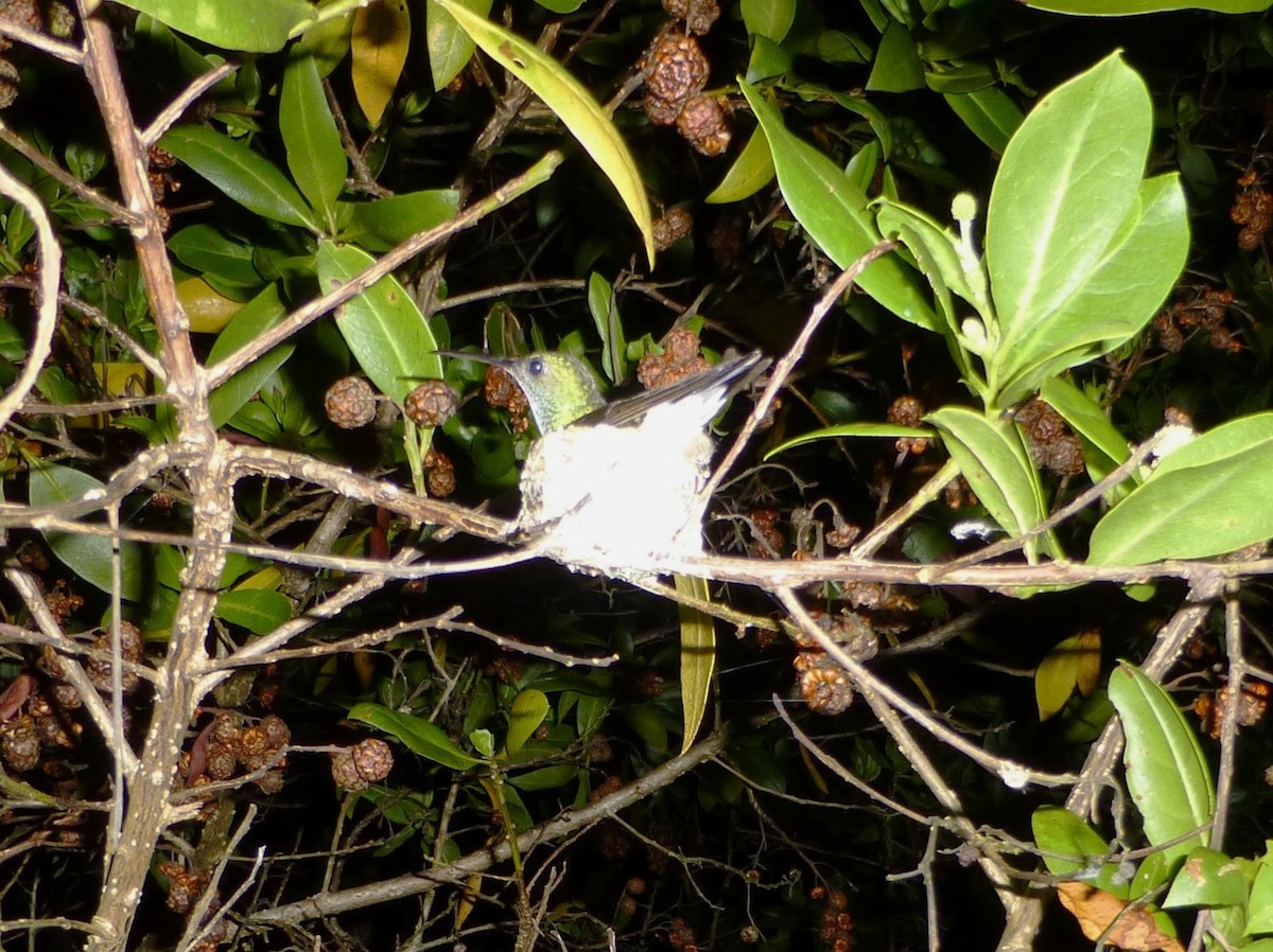 Аріан мангровий - ML644429689