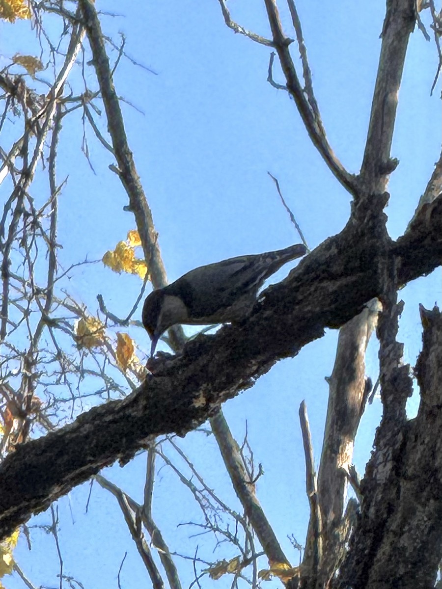 White-breasted Nuthatch - ML644429703
