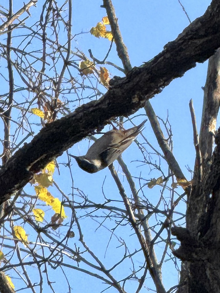 White-breasted Nuthatch - ML644429704