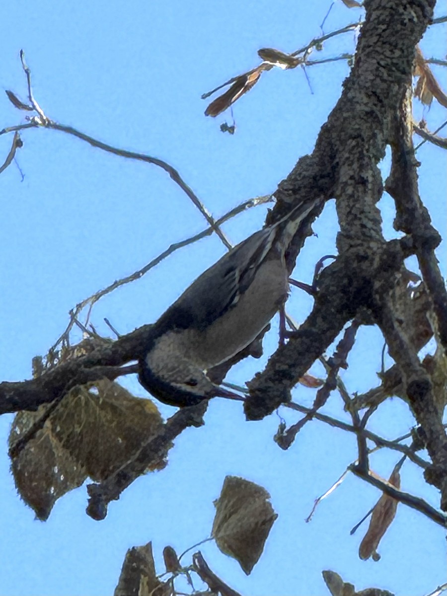 White-breasted Nuthatch - ML644429705