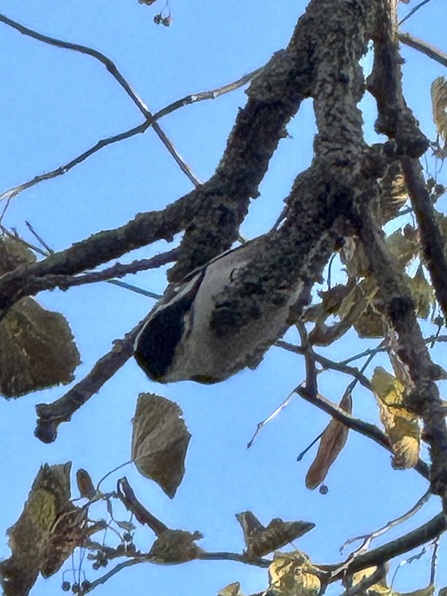 White-breasted Nuthatch - ML644429710