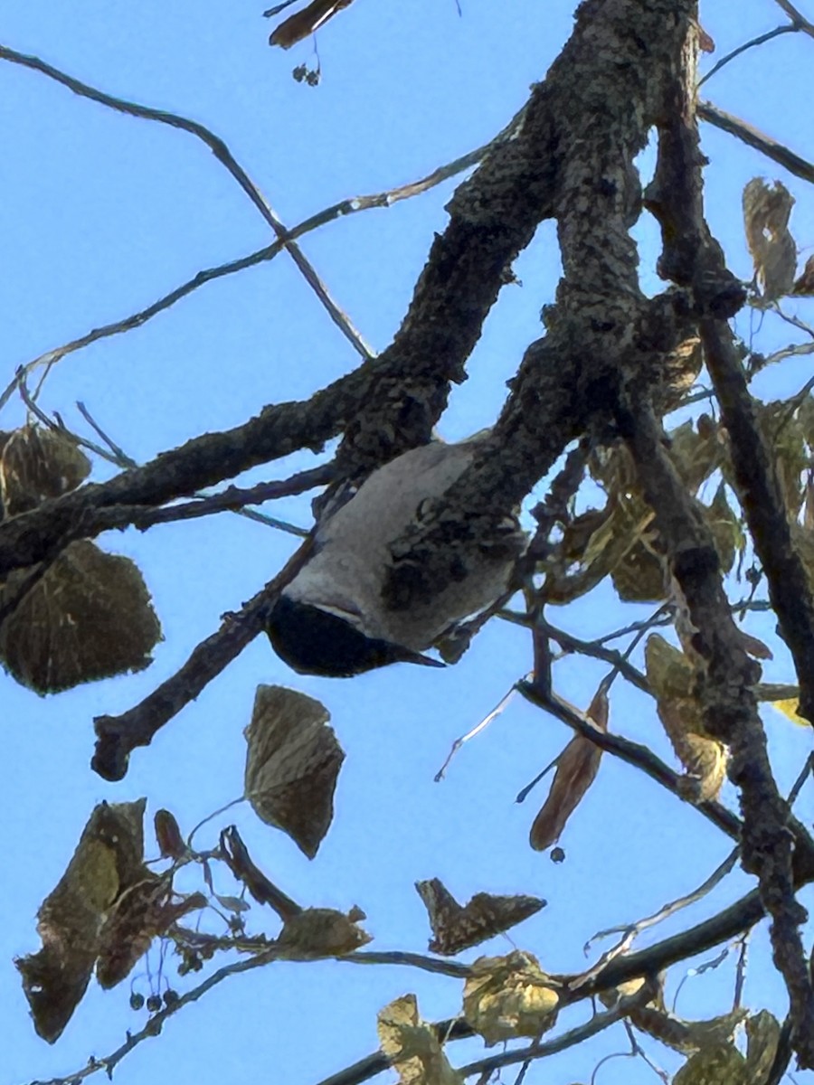 White-breasted Nuthatch - ML644429711
