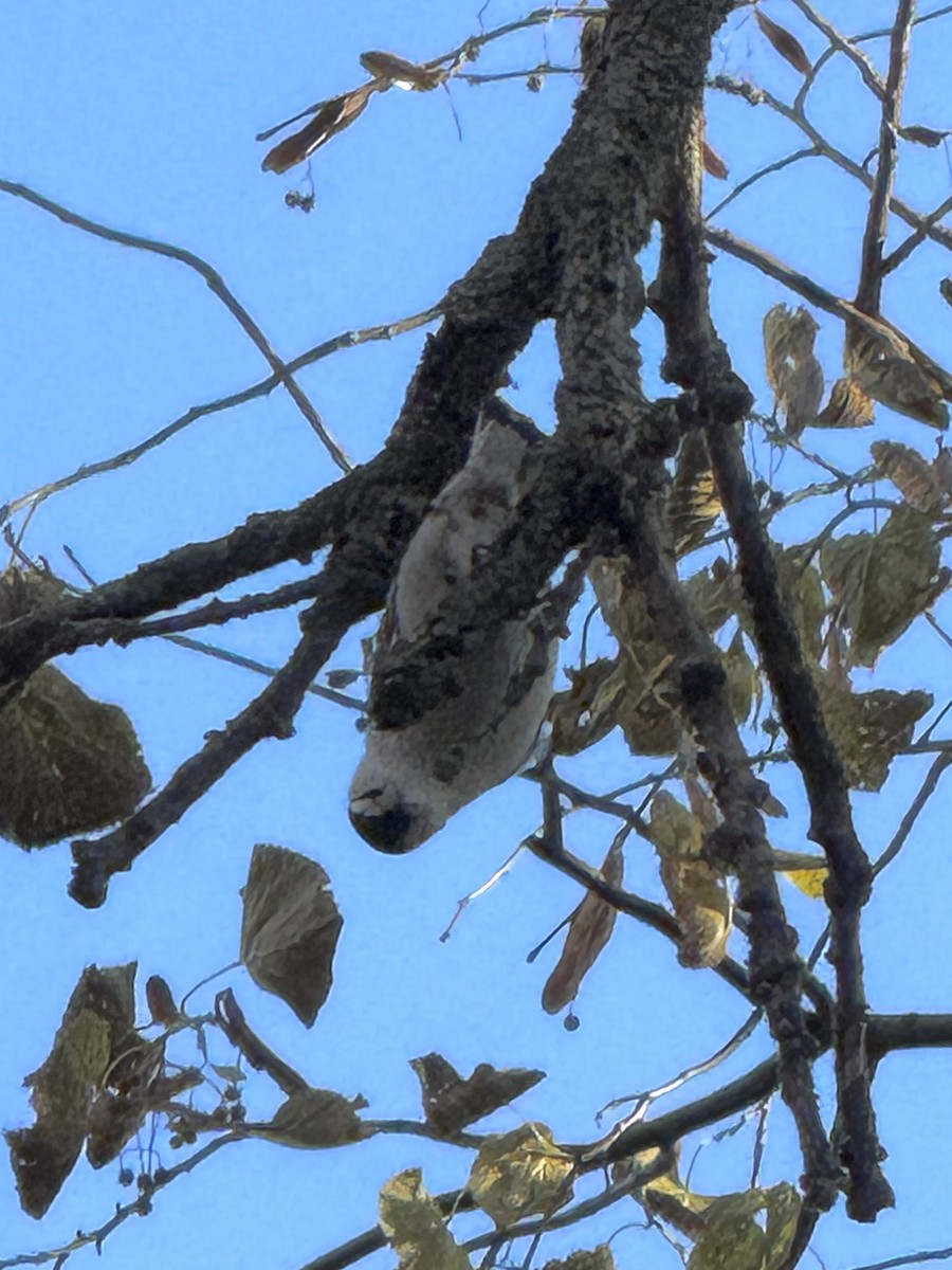 White-breasted Nuthatch - ML644429712