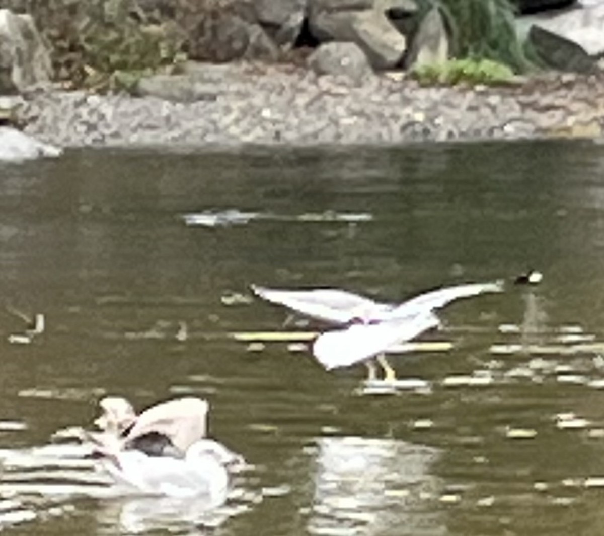 Lesser Black-backed Gull - ML644429714