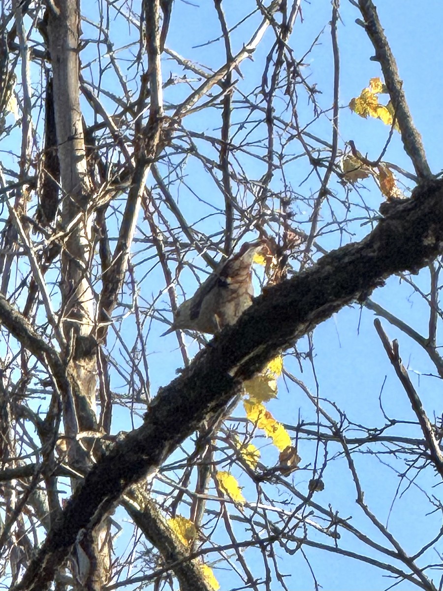White-breasted Nuthatch - ML644429721