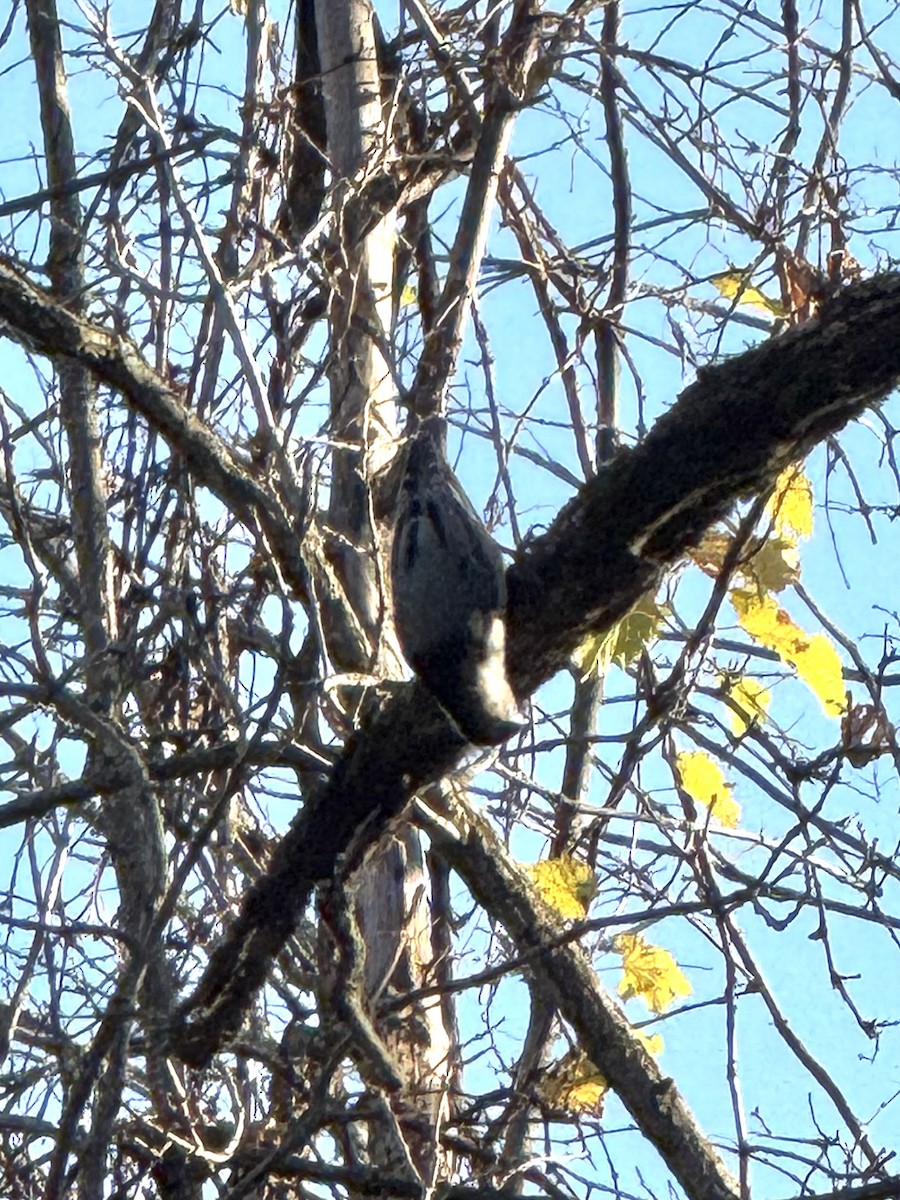 White-breasted Nuthatch - ML644429722