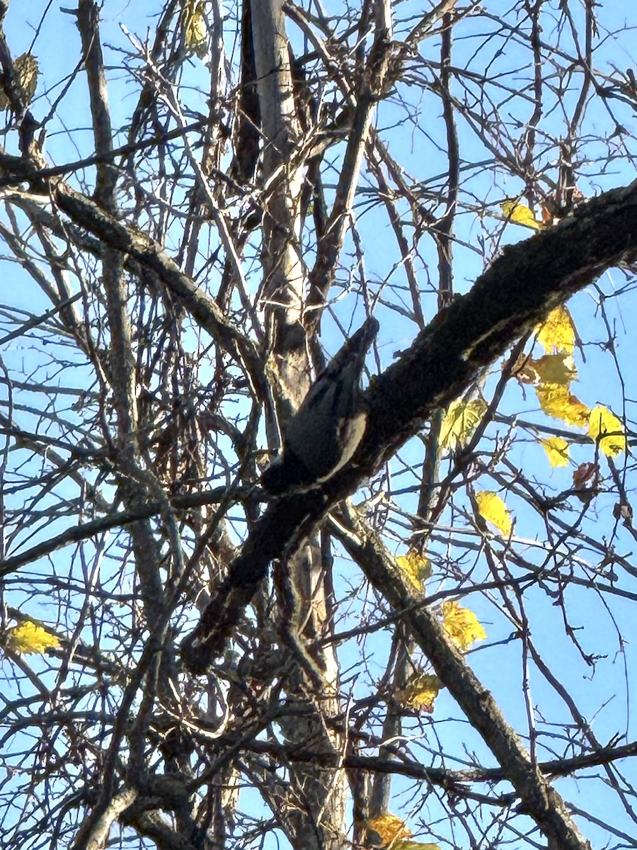 White-breasted Nuthatch - ML644429723